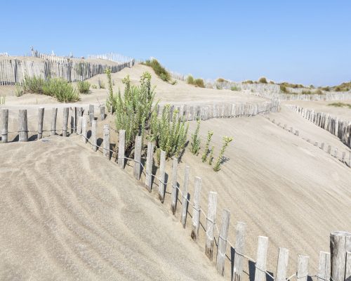 Dune landscape on L'espiguette beach in the Camargue district, Southern France
