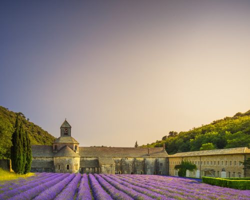 Abbey of Senanque blooming lavender flowers on sunset. Gordes, L